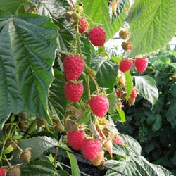 Rubus idaeus 'Paris'